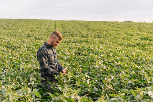 Agronomist inspecting soya bean crops growing in the farm field. Agriculture production concept. Agribusiness concept. agricultural engineer standing in a soy field
