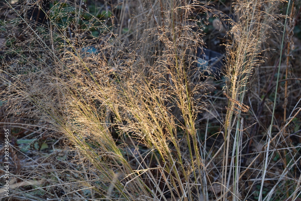 Fototapeta premium sunlight on the grass in the city garden