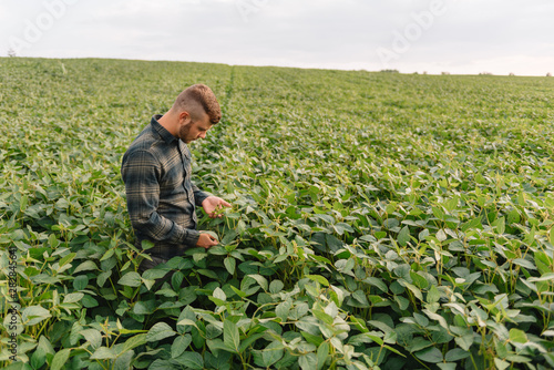 Agronomist inspecting soya bean crops growing in the farm field. Agriculture production concept. Agribusiness concept. agricultural engineer standing in a soy field