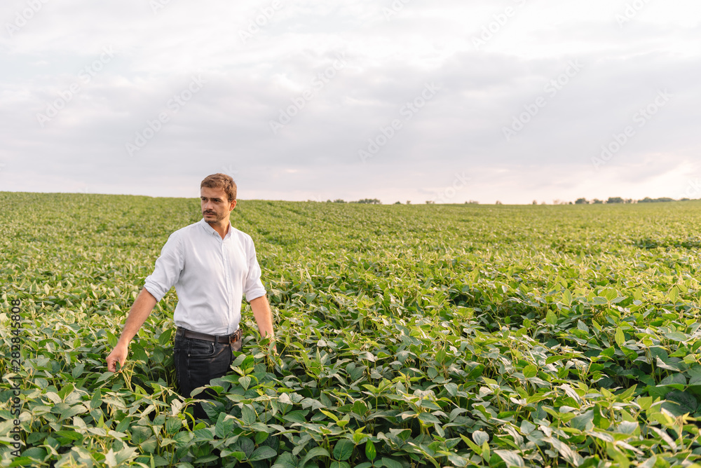 Fototapeta premium Agronomist inspecting soya bean crops growing in the farm field. Agriculture production concept. Agribusiness concept. agricultural engineer standing in a soy field