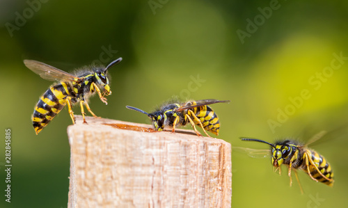 Several wasps have flown to a food source. Concept close-ups of insects. photo