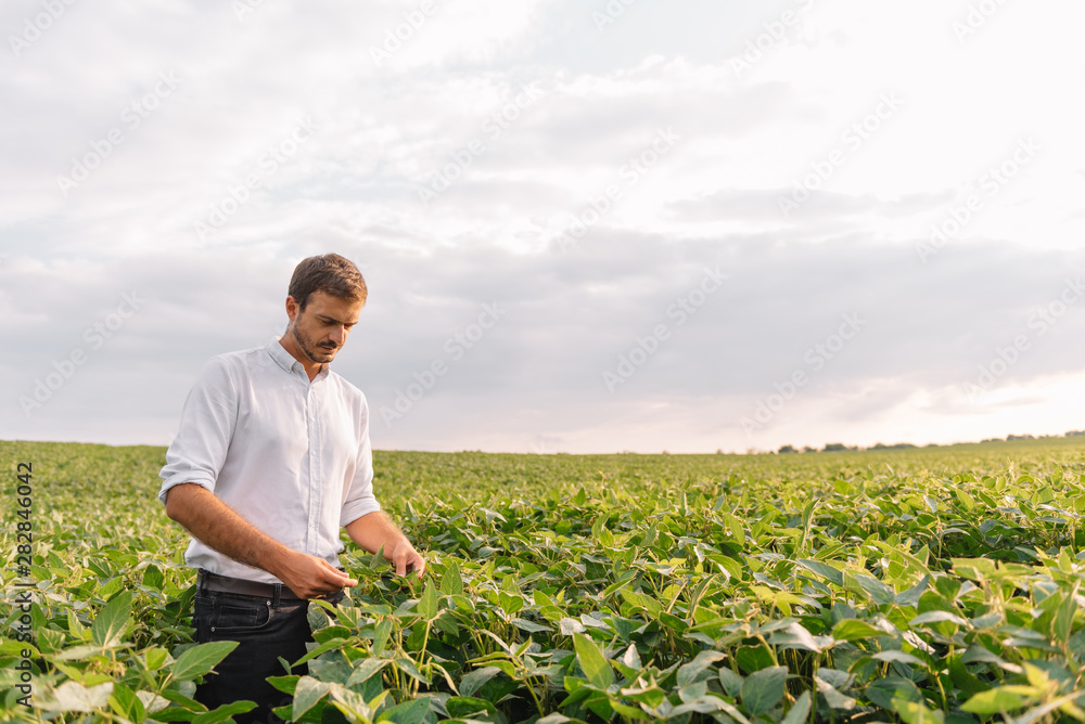 Fototapeta premium Agronomist inspecting soya bean crops growing in the farm field. Agriculture production concept. Agribusiness concept. agricultural engineer standing in a soy field