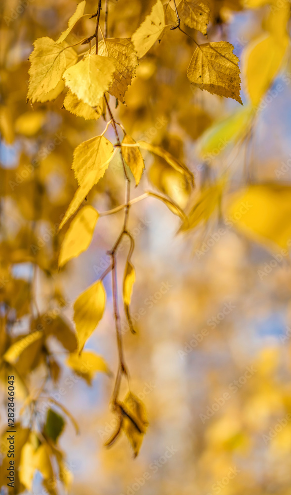 Yellow autumn birch leaves against a clear blue sky Yellow autumn birch leaves against a clear blue sky