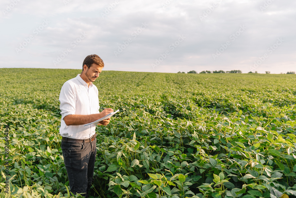Fototapeta premium Agronomist inspecting soya bean crops growing in the farm field. Agriculture production concept. Agribusiness concept. agricultural engineer standing in a soy field