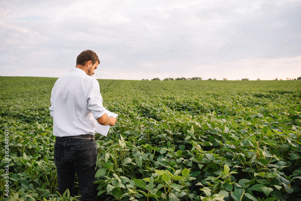 Fototapeta premium Agronomist inspecting soya bean crops growing in the farm field. Agriculture production concept. Agribusiness concept. agricultural engineer standing in a soy field