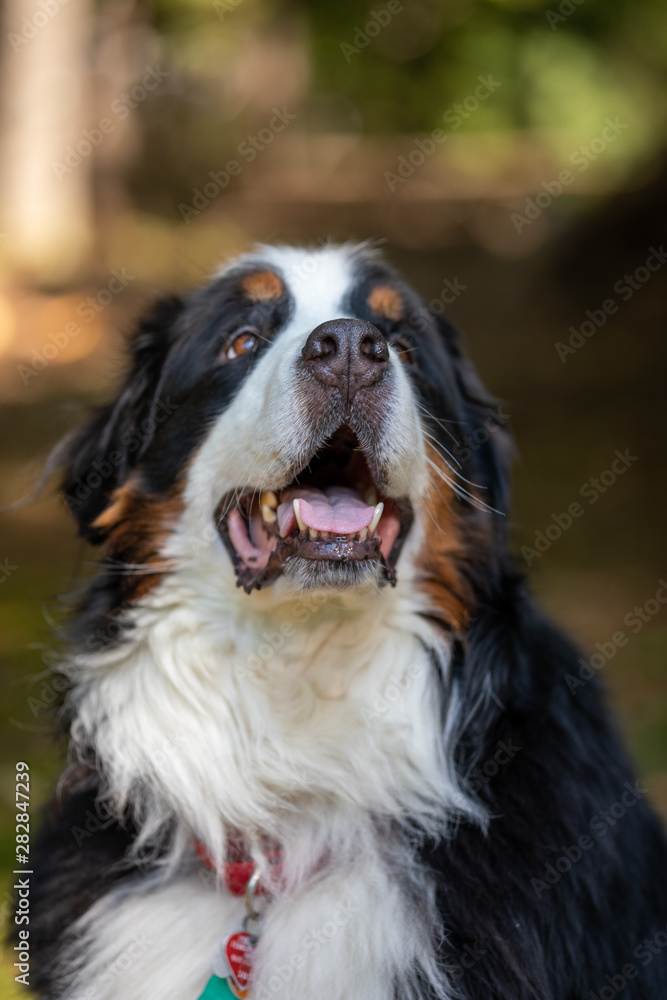 Bernese Mountain Dog 2
