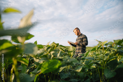 Quadro su tela Portrait of young farmer standing in soybean field.
