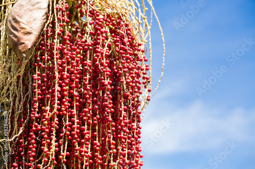 Corozo tropical fruit - Bactris guineensis - The can, píritu, güis, coyol or uvita, corozo, is a species of plant belonging to the family of palms photo