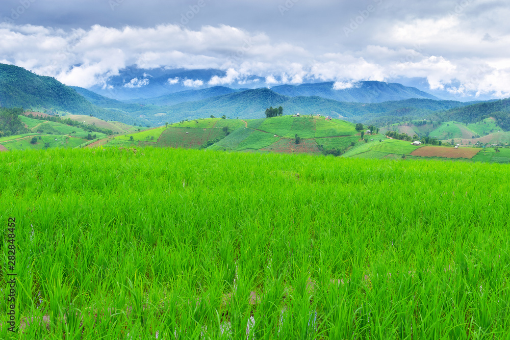 Rice field view at sunset with green rice plant being planted as a staircase in Chiang Mai, Thailand