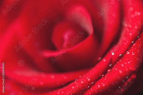 Fototapeta Naklejka Na Ścianę i Meble -  Red rose close up as defocused background