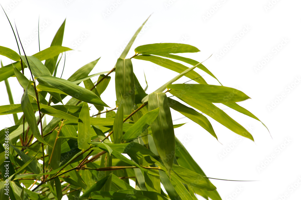 green bamboo leaves isolated on white background green bamboo leaves isolated on white background