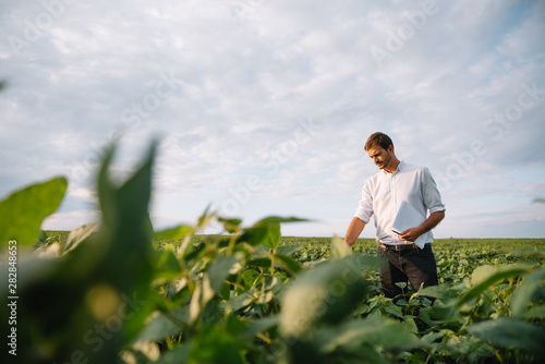 Agronomist inspecting soya bean crops growing in the farm field. Agriculture production concept. Agribusiness concept. agricultural engineer standing in a soy field