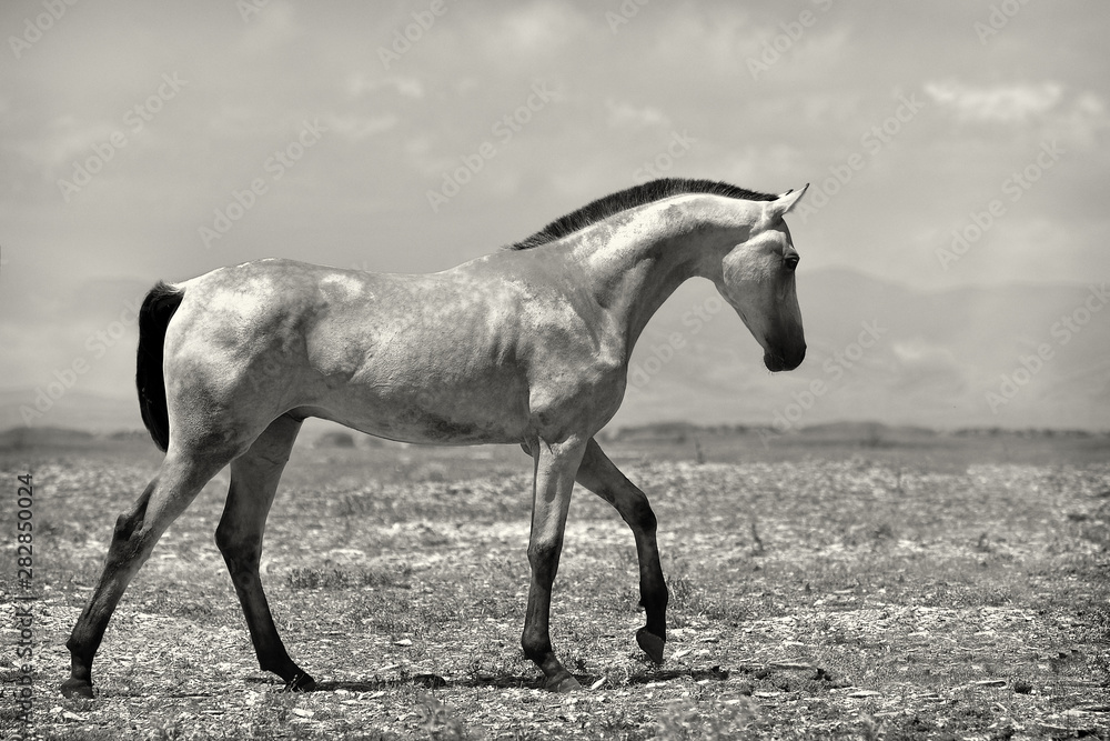 Fototapeta premium Young buckskin akhal teke colt walking in the steppe against mountains. Black and white.
