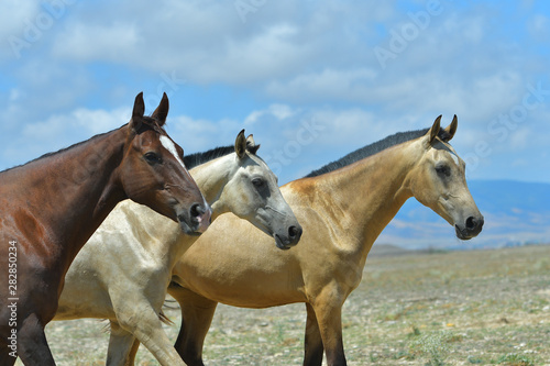 Herd of free young akhal teke breed horses againt brigh blue sky. Many colorful youngsters walking in freedom. © arthorse