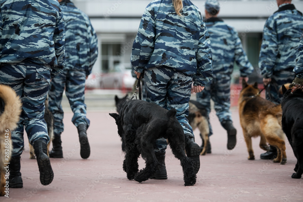Guard dog in equipment with the inscription Police. The Russian Police Guard dog in equipment with the inscription Police. The Russian Police