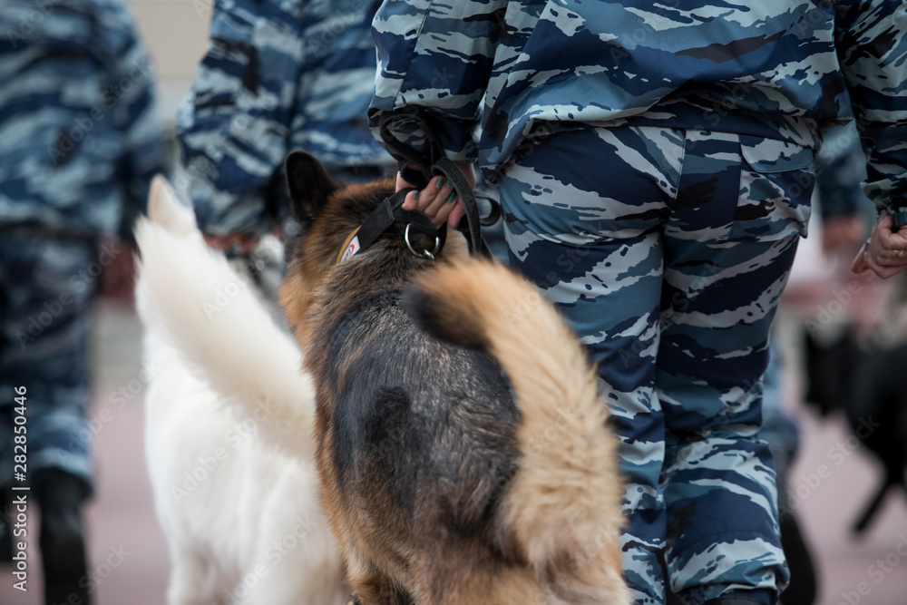Obraz premium Guard dog in equipment with the inscription Police. The Russian Police
