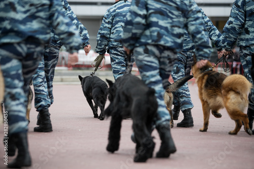 Guard dog in equipment with the inscription Police. The Russian Police photo