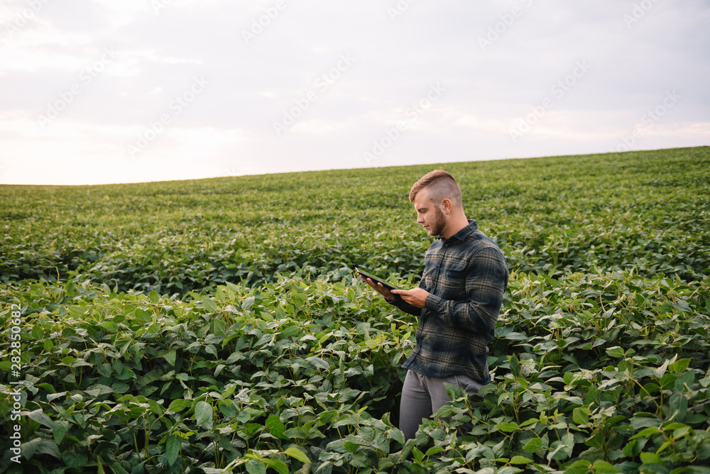 Agronomist inspecting soya bean crops growing in the farm field. Agriculture production concept. Agribusiness concept. agricultural engineer standing in a soy field Agronomist inspecting soya bean crops growing in the farm field. Agriculture production concept. Agribusiness concept. agricultural engineer standing in a soy field