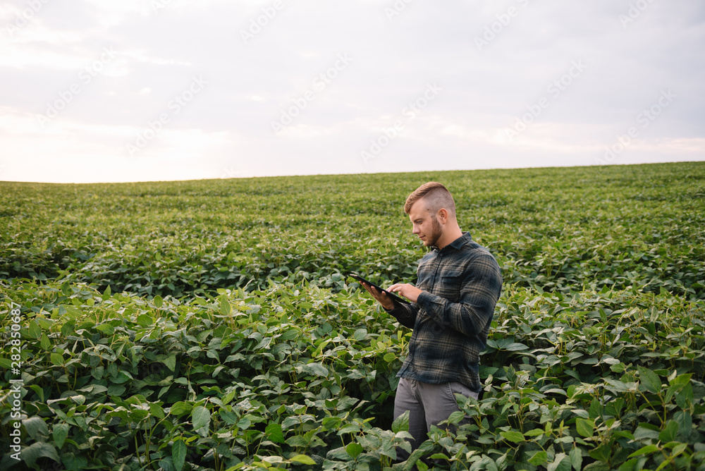 Fototapeta premium Young agronomist holds tablet touch pad computer in the soy field and examining crops before harvesting. Agribusiness concept. agricultural engineer standing in a soy field with a tablet in summer