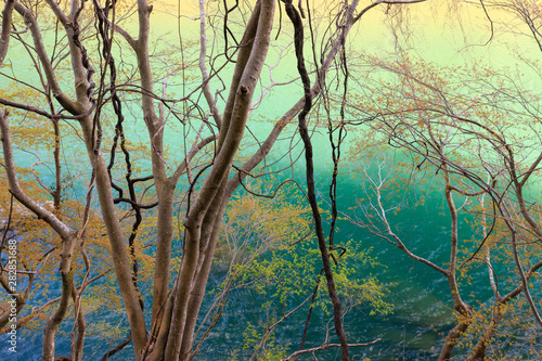 Tangled vines and trees