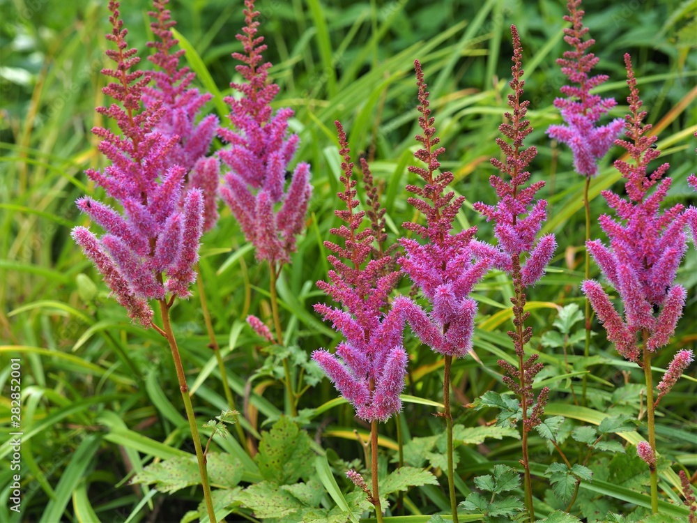 Pretty mauve pink Astilbe flowers and buds in a summer garden Pretty mauve pink Astilbe flowers and buds in a summer garden