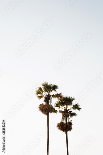 Two lonely tropical exotic palm trees against white sky. Minimal background. Summer and travel concept on Phuket, Thailand. © Floral Deco