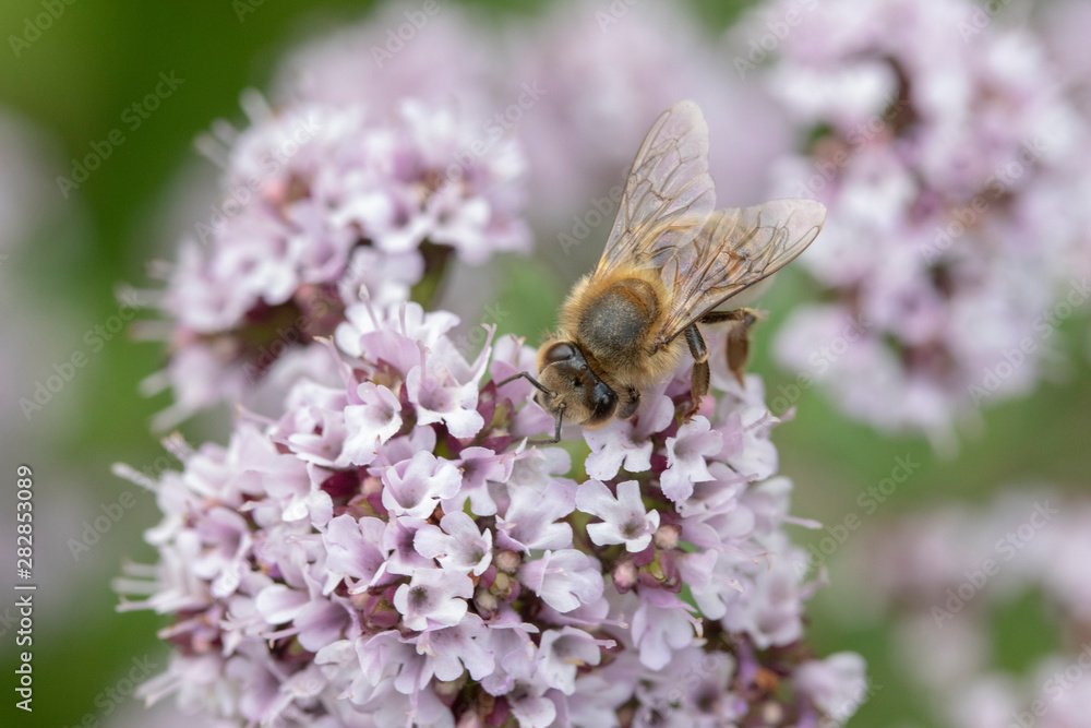 Honey Bee (Apis mellifera) on Oregano (Origanum vulgare) Honey Bee (Apis mellifera) on Oregano (Origanum vulgare)