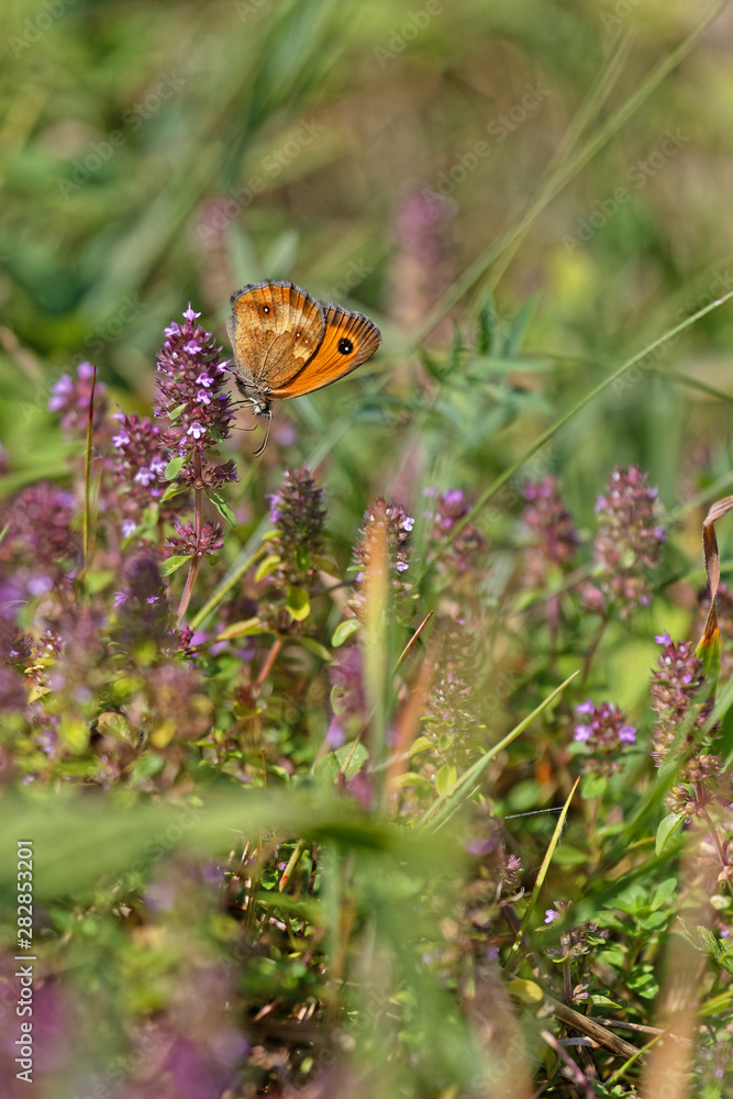 Butterflies and grasshoppers swarm in the grass of french alps meadows Butterflies and grasshoppers swarm in the grass of french alps meadows
