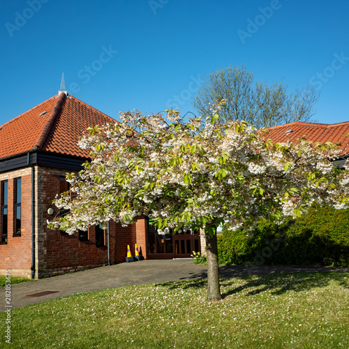 Blossom tree outside Acle Methodist church