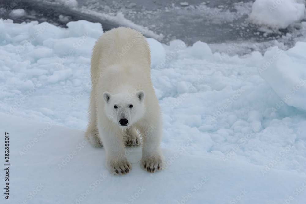 Wild polar bear on pack ice in Arctic sea looking into camera Wild polar bear on pack ice in Arctic sea looking into camera
