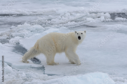 Wild polar bear on pack ice in Arctic sea