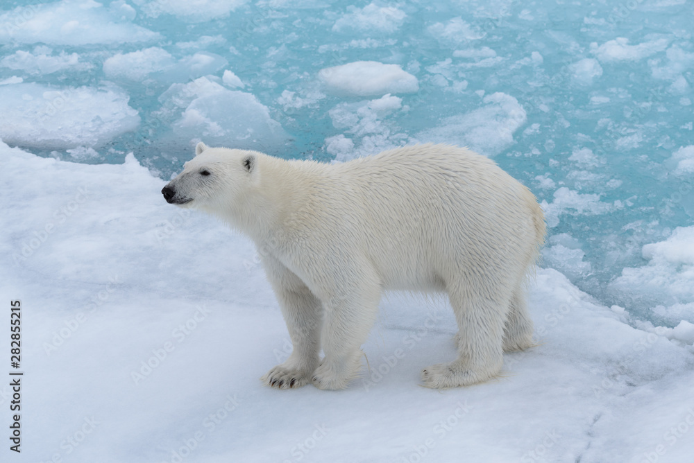 Polar bear on the pack ice Polar bear on the pack ice