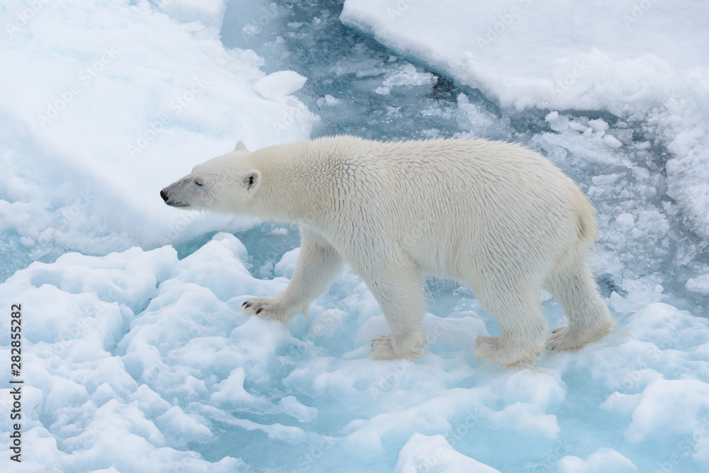 Wild polar bear on pack ice in Arctic sea Wild polar bear on pack ice in Arctic sea