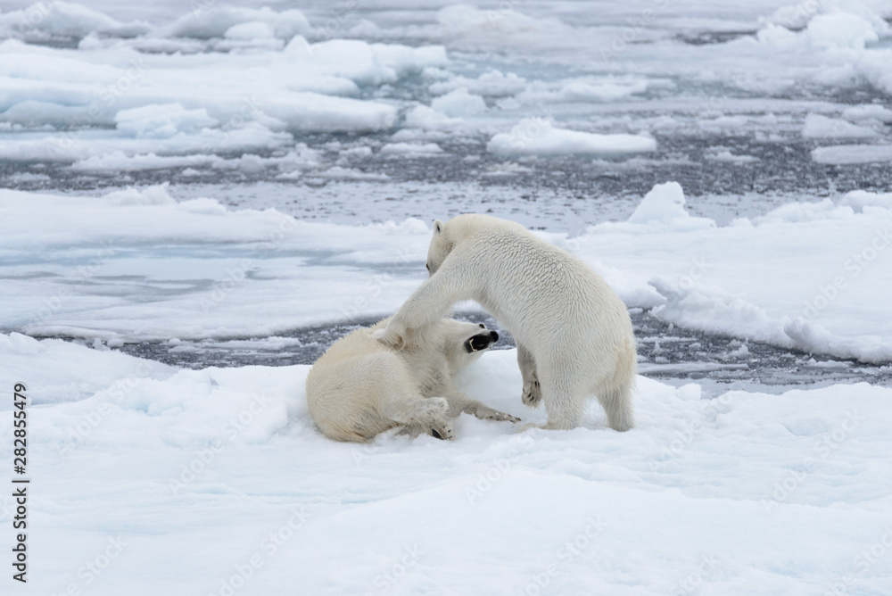 Two young wild polar bears playing on pack ice in Arctic sea, north of Svalbard Two young wild polar bears playing on pack ice in Arctic sea, north of Svalbard