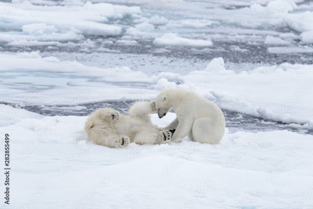 Two young wild polar bears playing on pack ice in Arctic sea, north of Svalbard Two young wild polar bears playing on pack ice in Arctic sea, north of Svalbard