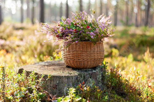 A basket with blooming heather and twigs of lingonberries with ripe red berries stands on a stump in a pine forest. Beautiful natural open air composition