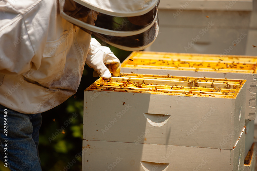 beekeeper working with bees in hive beekeeper working with bees in hive