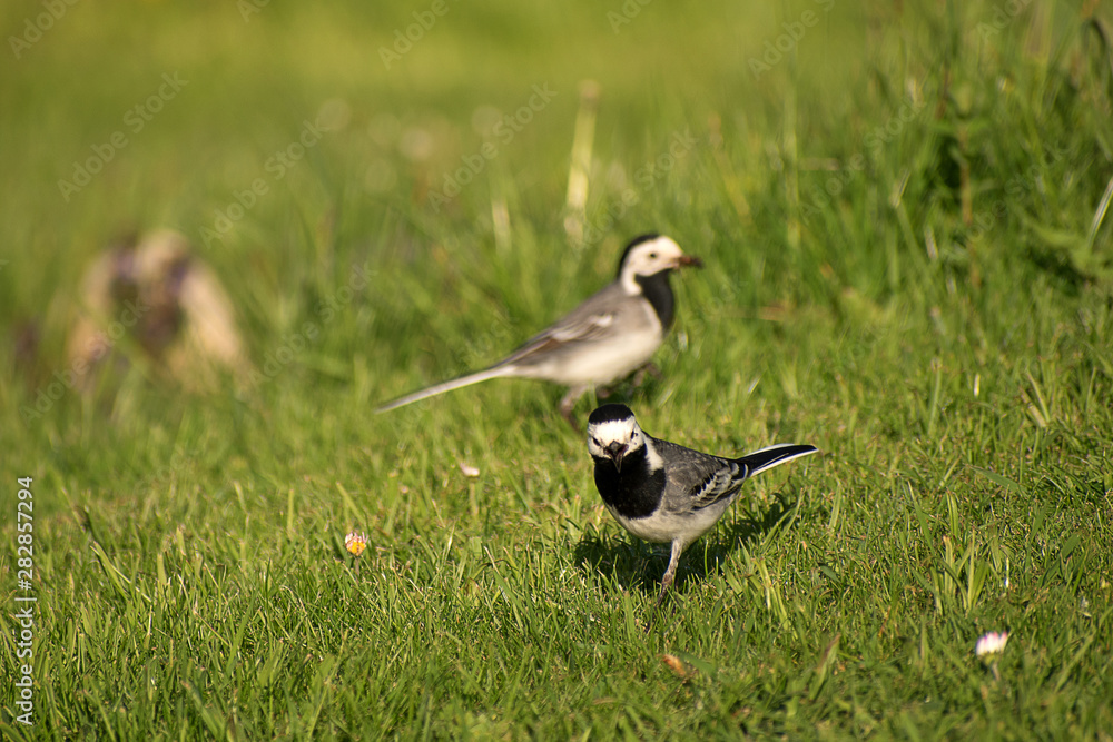 Motacilla on the grass of the garden.