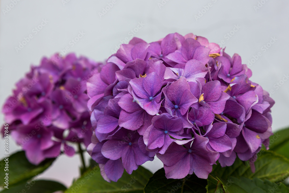 Magnificent inflorescence hydrangea garden. Beautiful hortensia flowers. Magnificent inflorescence hydrangea garden. Beautiful hortensia flowers.