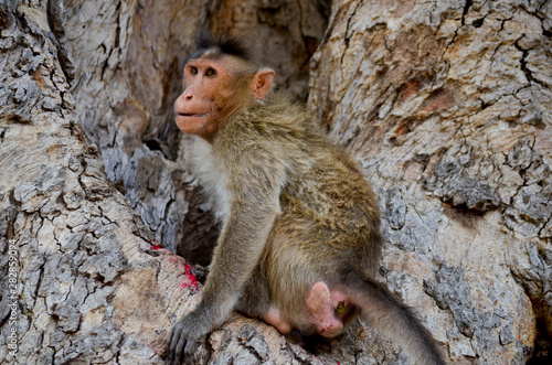 Indian monkey watching from a tree in Hampi, India