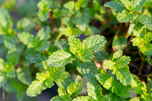 Peppermint. A bunch of green mint,fresh green leaves in the backyard with space, background -Image. photo