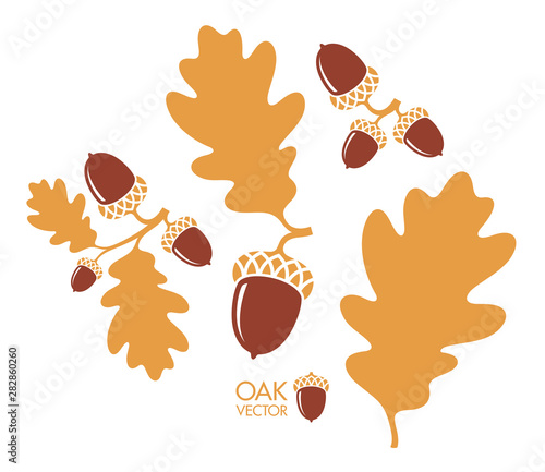 Oak tree. Branch. Isolated acorns and leaves on white background