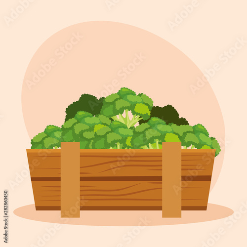 healthy broccoli vegetables fresh nutrition