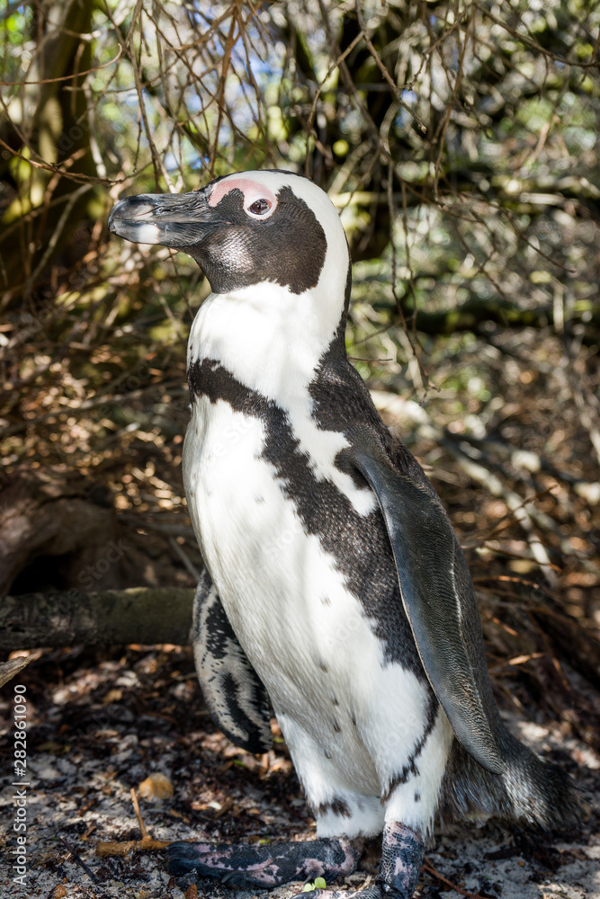 African penguin profil, Boulder beach, South Africa African penguin profil, Boulder beach, South Africa