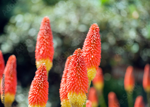 Kniphofia hirsuta also called tritoma, red hot poker, torch lily, knofflers, traffic lights or poker plant, is a genus of perennial flowering plants in the family Asphodelaceae.