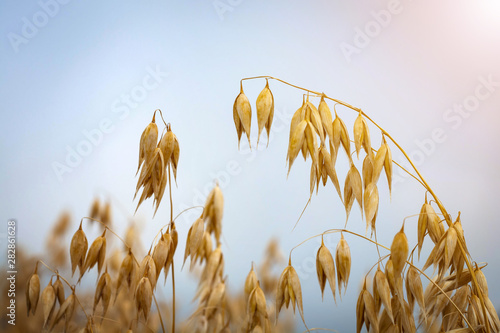 ripe oats in the field against the sky