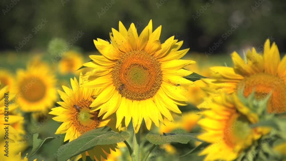 sunflower field prominent sunflower honey bees sunflower field prominent sunflower honey bees