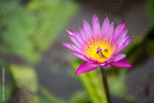 Pink Water lily or lotus flower and bee on green leaves background © khuntapol