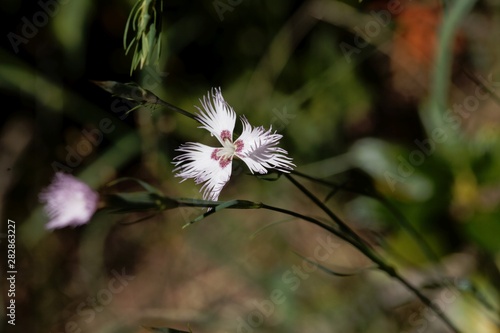 Flower of the carnation Dianthus hyssopifolius photo