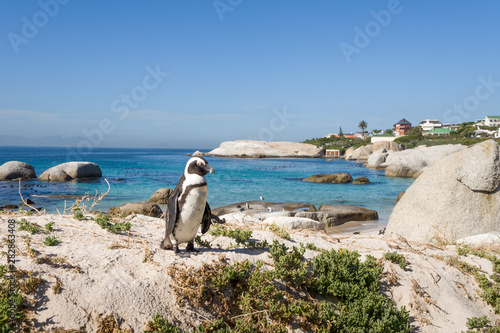 African penguin on Boulders beach, Simon's town, South Africa